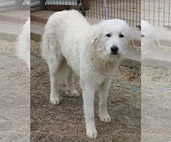 Medium Photo #1 Great Pyrenees-Unknown Mix Puppy For Sale in Bandera, TX, USA