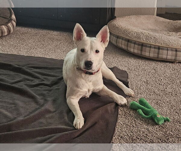 Medium Photo #1 Mutt Puppy For Sale in Lakewood, CO, USA