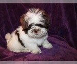 Small Photo #13 Shih Tzu Puppy For Sale in BLOOMINGTON, IN, USA