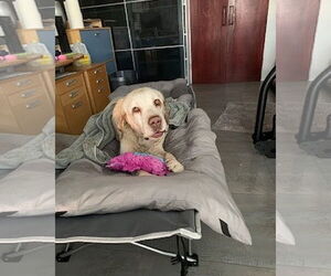 Franklin - Male Labrador Retriever Dog for Adoption - Photo #3