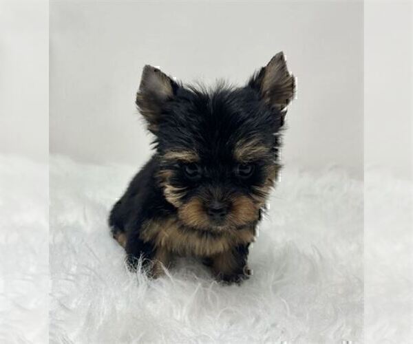 Medium Photo #17 Yorkshire Terrier Puppy For Sale in DELRAY BEACH, FL, USA
