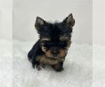 Small #16 Yorkshire Terrier