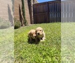 Small #12 Golden Retriever