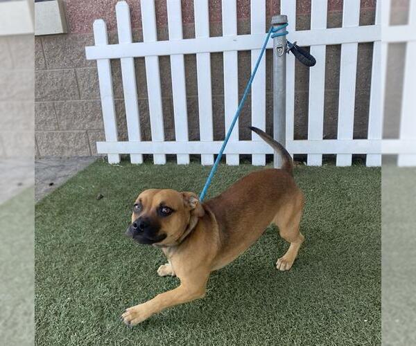 Medium Photo #1 Chihuahua-Unknown Mix Puppy For Sale in Modesto, CA, USA