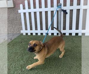 Chihuahua-Unknown Mix Dogs for adoption in Modesto, CA, USA