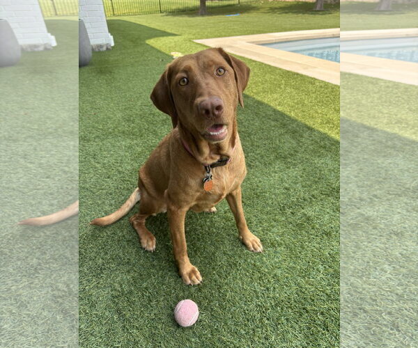 Medium Photo #3 Labrador Retriever-Unknown Mix Puppy For Sale in Fort Worth, TX, USA