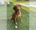 Small #2 Labrador Retriever Mix