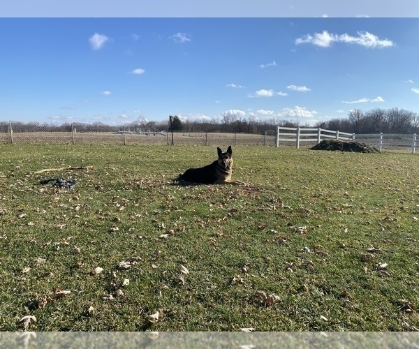 Medium Photo #4 German Shepherd Dog Puppy For Sale in SPRINGFIELD, IL, USA
