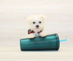Maltese Puppy for sale in LAS VEGAS, NV, USA