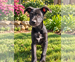 Mutt Dogs for adoption in Mooresville, NC, USA