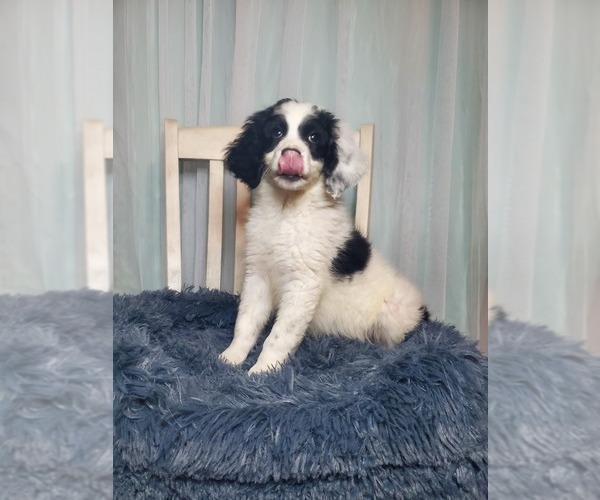 Medium Photo #1 Aussiedoodle Miniature -Poodle (Standard) Mix Puppy For Sale in GOSHEN, IN, USA