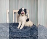 Small Photo #1 Aussiedoodle Miniature -Poodle (Standard) Mix Puppy For Sale in GOSHEN, IN, USA