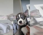 Small #5 Alaskan Husky-Alaskan Malamute Mix