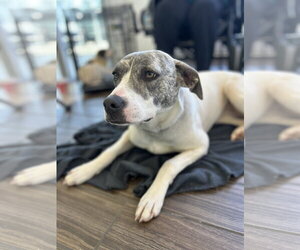 Sunny~FEE SPONSORED - Female Labrador Retriever-Whippet Mix Dog for Adoption - Photo #5