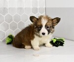 Small #3 Pembroke Welsh Corgi