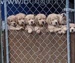 Small Photo #10 Golden Retriever Puppy For Sale in STANLEY, NC, USA