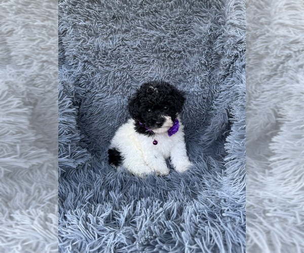 Medium Photo #1 Poodle (Toy) Puppy For Sale in JEFFERSONVILLE, IN, USA