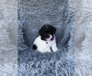 Poodle (Toy) Puppy for sale in JEFFERSONVILLE, IN, USA