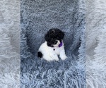 Small Poodle (Toy)