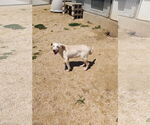 Small #5 Retriever  Mix