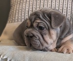 Small Photo #42 French Bulldog Puppy For Sale in GOSHEN, IN, USA