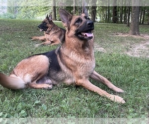 Mother of the German Shepherd Dog puppies born on 07/01/2022