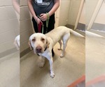 Small #4 Labrador Retriever