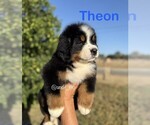 Image preview for Ad Listing. Nickname: Theon