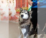 Small Siberian Husky