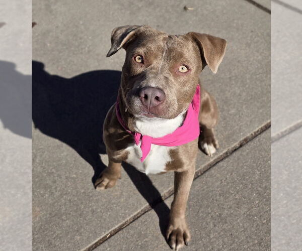 Medium Photo #10 Mutt Puppy For Sale in Lakewood, CO, USA