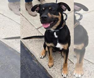 Shepweiller Dogs for adoption in San Antonio, TX, USA