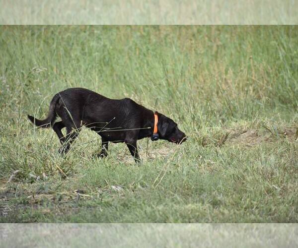 Medium Photo #1 Labrador Retriever Puppy For Sale in SIOUX CENTER, IA, USA