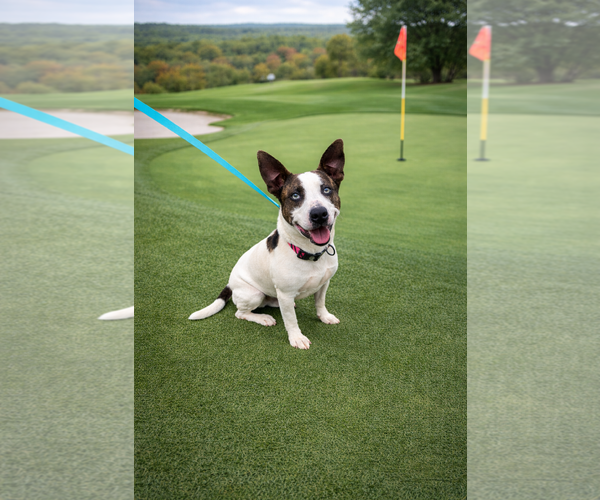 Medium Photo #2 Mutt Puppy For Sale in Euless, TX, USA