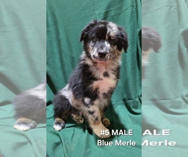 Medium Photo #1 Australian Shepherd Puppy For Sale in CLARKSVILLE, TX, USA