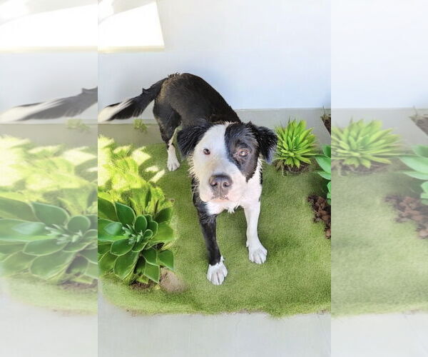 Medium Photo #3 Border Collie Puppy For Sale in Menifee, CA, USA