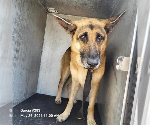 Medium Photo #1 German Shepherd Dog-Unknown Mix Puppy For Sale in San Antonio, TX, USA