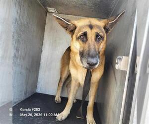 German Shepherd Dog-Unknown Mix Dogs for adoption in San Antonio, TX, USA