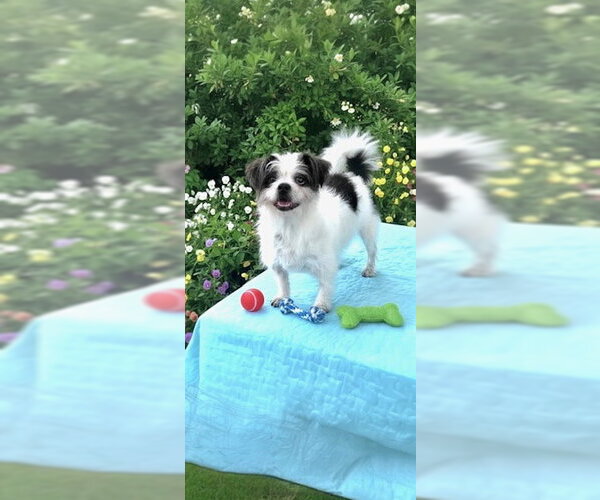 Medium Photo #6 Shih Tzu Puppy For Sale in Weston, FL, USA