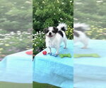 Small #5 Shih Tzu