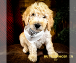 Small Photo #1 Goldendoodle Puppy For Sale in ADA, OK, USA