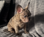 Small #7 French Bulldog