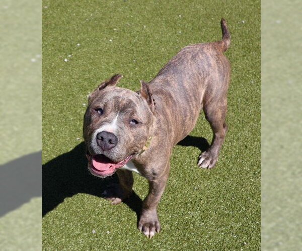 Medium Photo #2 American Pit Bull Terrier-Unknown Mix Puppy For Sale in Rockaway, NJ, USA