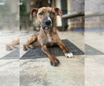 Small #1 Boxer Mix