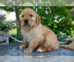 Small #3 Golden Retriever