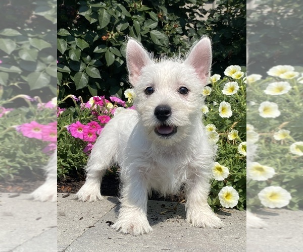 Medium Photo #6 West Highland White Terrier Puppy For Sale in CANOGA, NY, USA