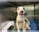 Small American Staffordshire Terrier Mix