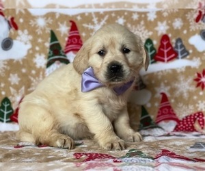 Golden Retriever Puppy for sale in LANCASTER, PA, USA