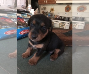Dorkie Puppy for sale in BENNINGTON, OK, USA