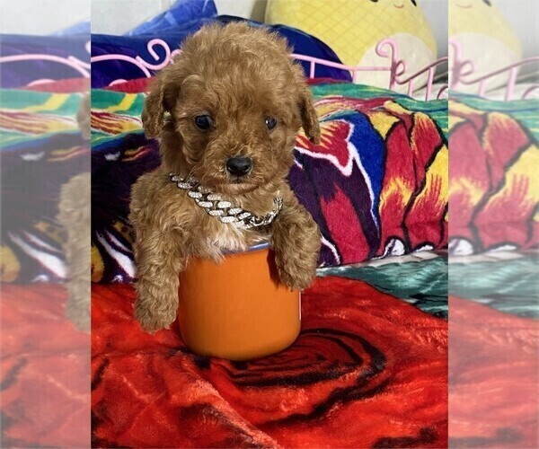 Medium Photo #17 Poodle (Toy) Puppy For Sale in JACKSONVILLE, FL, USA