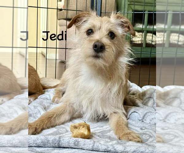 Medium Photo #1 Lhasa Apso-Norfolk Terrier Mix Puppy For Sale in Cave Creek, AZ, USA